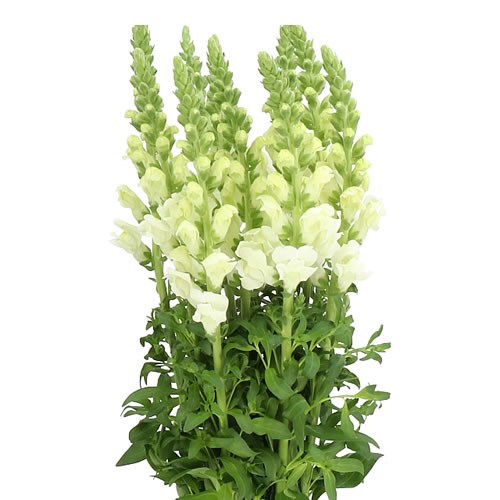 SNAPDRAGON POTOMAC IVORY WHITE 70cm Wholesale Dutch Flowers & Florist