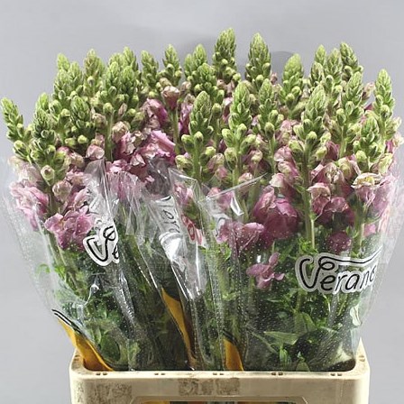 SNAPDRAGON POTOMAC LAVENDER