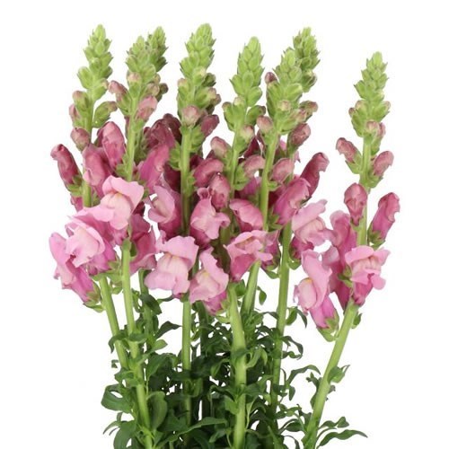 SNAPDRAGON POTOMAC LAVENDER
