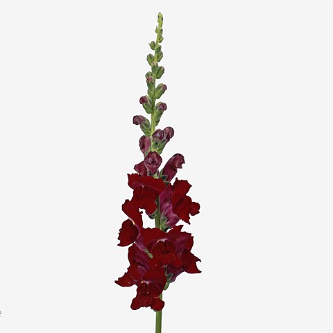 SNAPDRAGON POTOMAC RED