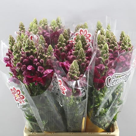 SNAPDRAGON POTOMAC RED
