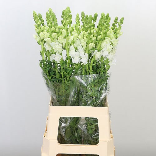 SNAPDRAGON POTOMAC WHITE