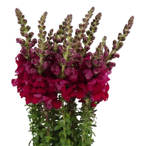 SNAPDRAGON TOULON VELVET