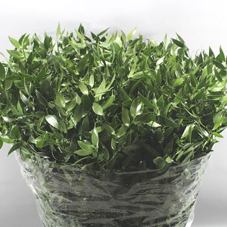 SOFT RUSCUS 60CM (SMALL LEAF)