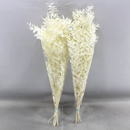 SOFT RUSCUS BLEACHED