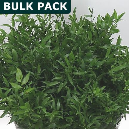 Soft Ruscus - Bulk Pack