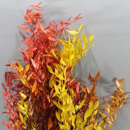 SOFT RUSCUS PRESERVED - AUTUMN