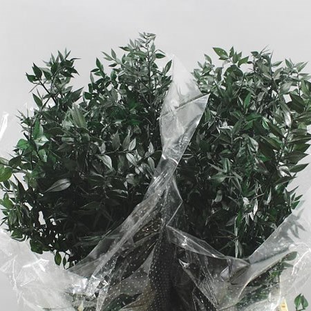 SOFT RUSCUS PRESERVED - DARK GREEN