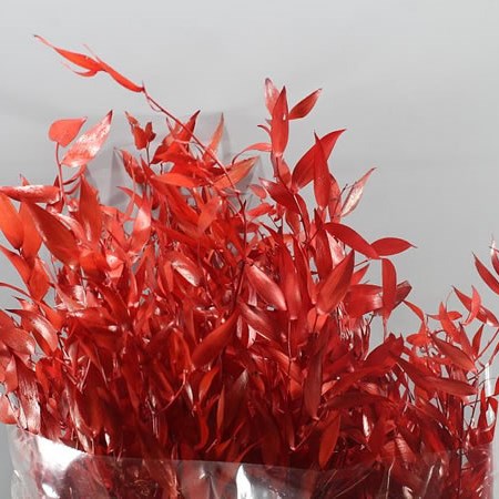 SOFT RUSCUS PRESERVED - RED