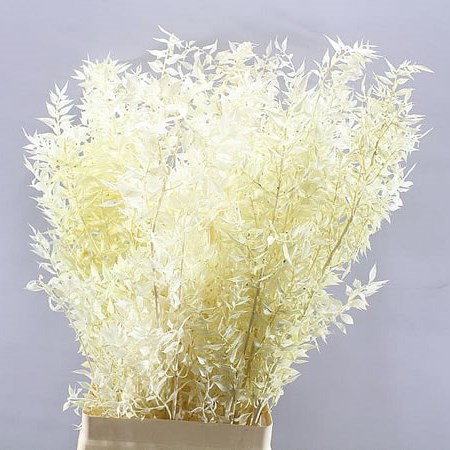 SOFT RUSCUS PRESERVED & BLEACHED