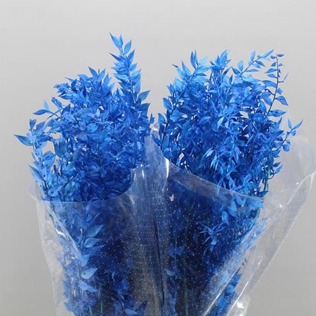 SOFT RUSCUS PRESERVED & BLEACHED BLUE