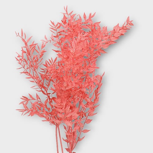 SOFT RUSCUS PRESERVED & BLEACHED CORAL