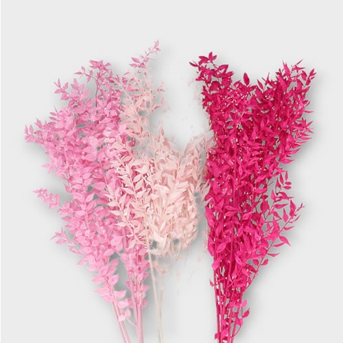 SOFT RUSCUS PRESERVED & DYED PINK MIX