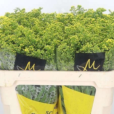 SOLIDAGO CARZAN GLORY