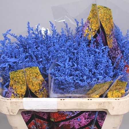 SOLIDAGO DYED BLUE