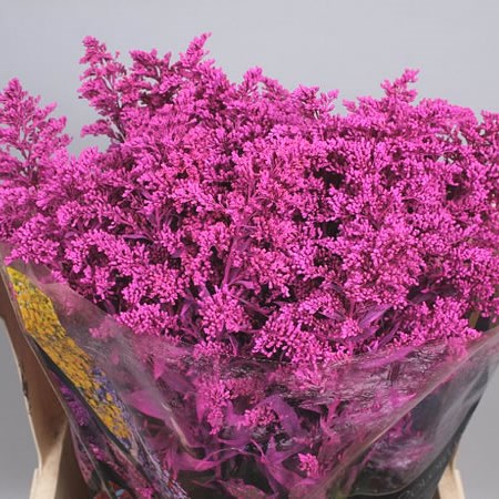 SOLIDAGO DYED CERISE