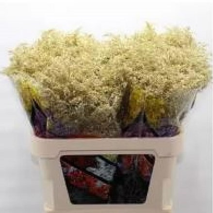 SOLIDAGO DYED GOLD