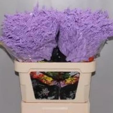 SOLIDAGO DYED LAVENDER