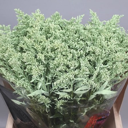 SOLIDAGO DYED LIGHT GREEN