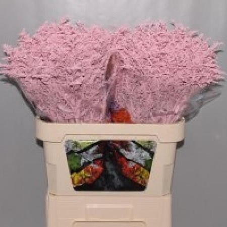 SOLIDAGO DYED LIGHT PINK