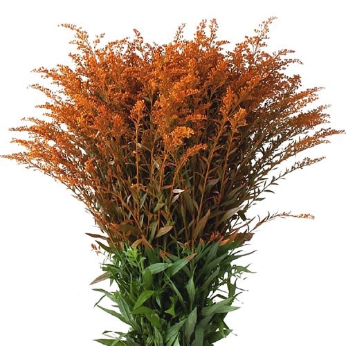 SOLIDAGO DYED ORANGE