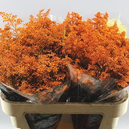 SOLIDAGO DYED ORANGE