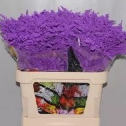 SOLIDAGO DYED PURPLE