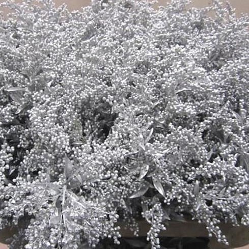 SOLIDAGO DYED SILVER