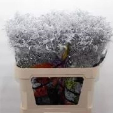 SOLIDAGO DYED SILVER