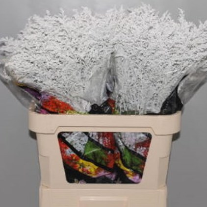 SOLIDAGO DYED WHITE