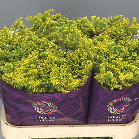 SOLIDAGO GOLDEN GLORY