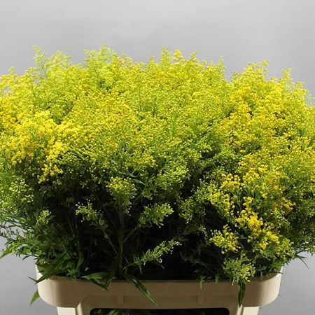 SOLIDAGO MARVELLOUS GOLD