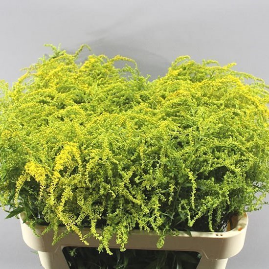 SOLIDAGO STRAHLENKRONE