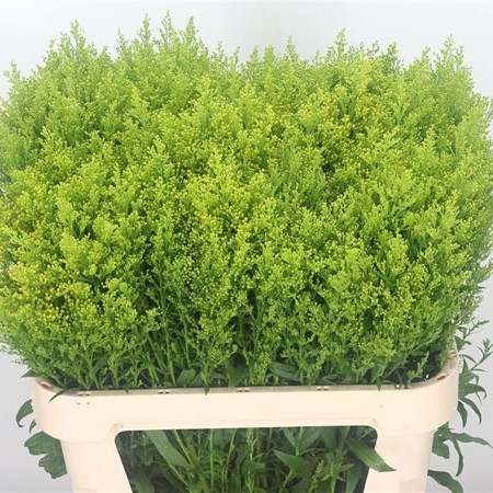 SOLIDAGO TARA GOLD