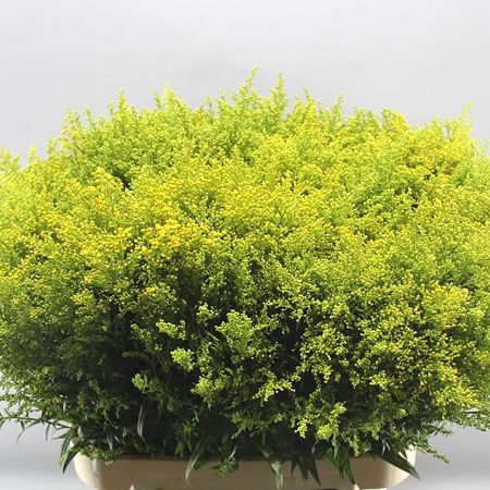 SOLIDAGO TARA GOLD
