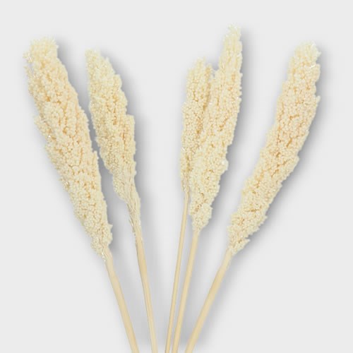 SORGHUM PRESERVED & BLEACHED