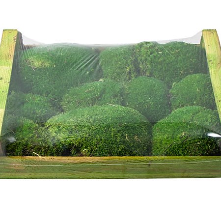 CUSHION MOSS PRESERVED GREEN
