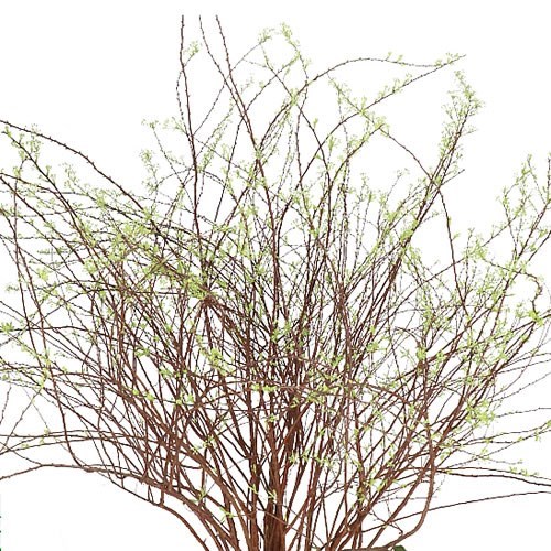 SPIRAEA GREFSHEIM