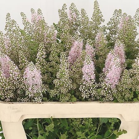 SPIRAEA PINK INNOCENCE