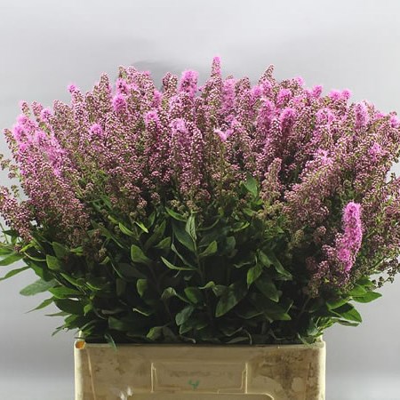 SPIRAEA X BILLI TRIUMPH