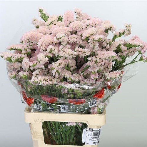 STATICE APRICOT SUN BIRDS 70cm Wholesale Dutch Flowers & Florist
