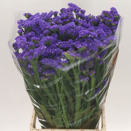 statice crystal dark 75cm