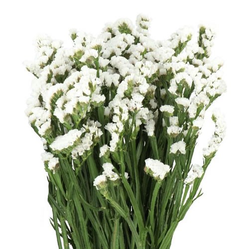 STATICE FROST WINGS 70cm | Wholesale Dutch Flowers & Florist Supplies UK