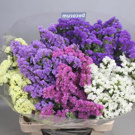 statice mix cols vary
