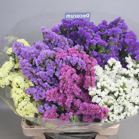STATICE MIX (COLS MAY VARY)