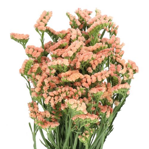STATICE ROYAL ORANGE