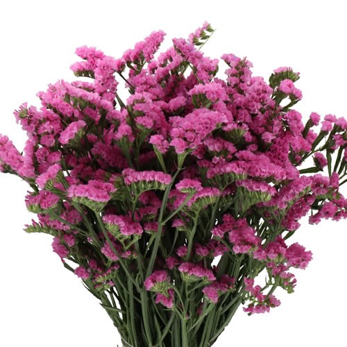 STATICE SINUET ETERNAL PINK