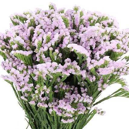 STATICE TESSA LAVENDER