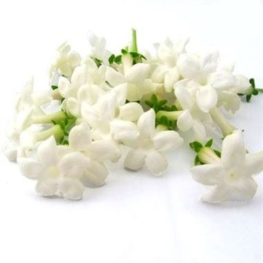 STEPHANOTIS PIPS