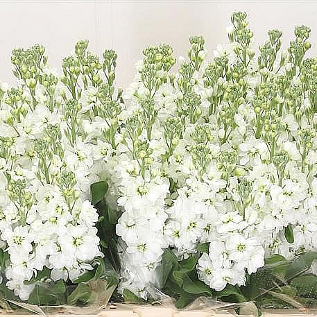 STOCKS AIDA WHITE